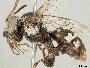 Isepeolus viperinus image