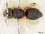 Image of Pachyprosopis angophorae