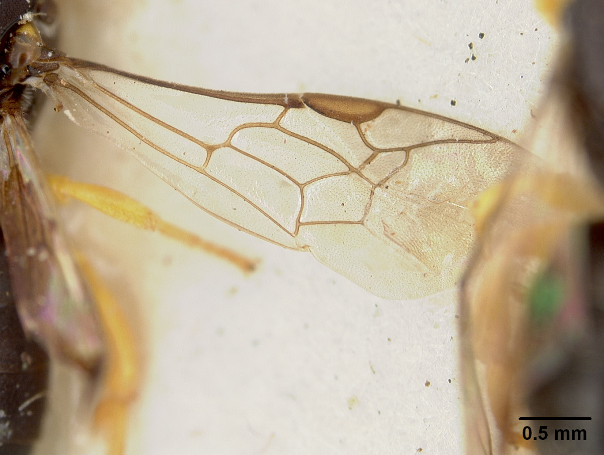 Pachyprosopis angophorae image