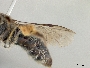 Leioproctus tuberculatus image