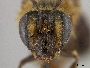 Andrena mimetes image