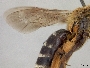 Andrena mimetes image