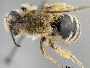 Image of Andrena pallidifovea