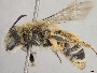 Andrena pallidifovea image
