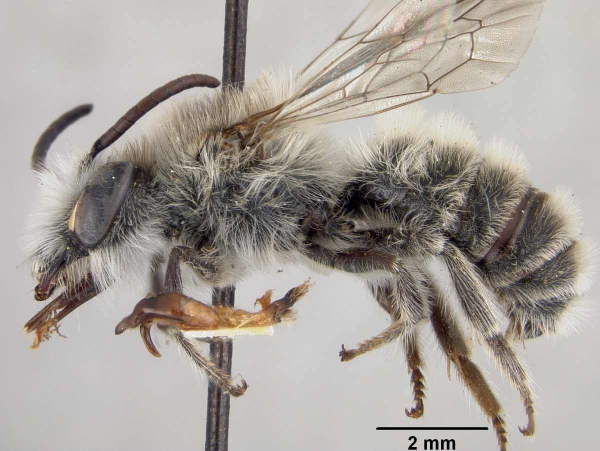 Andrena bicolor image