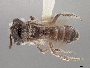 Andrena timberlakei image