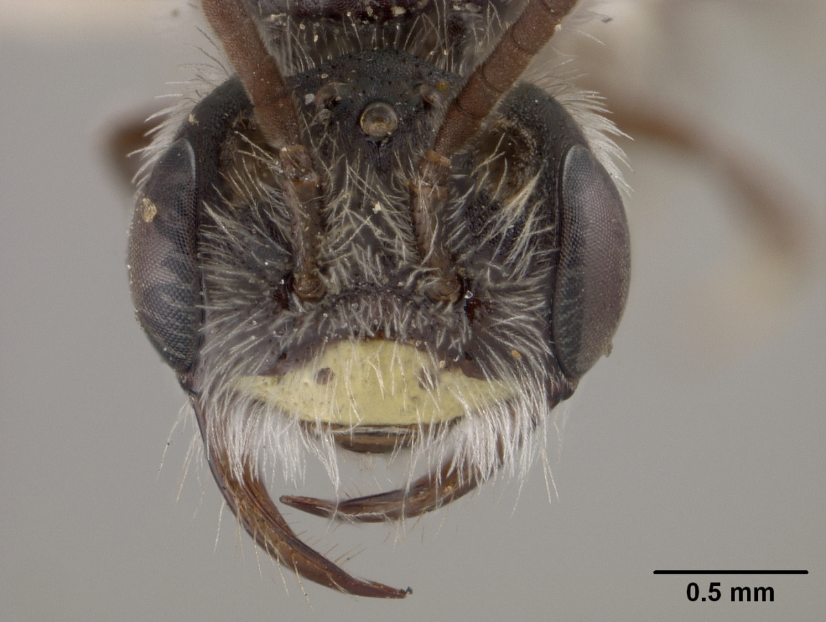 Andrena timberlakei image