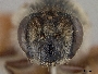Andrena peridonea image