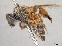 Andrena peridonea image