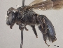 Andrena basifusca image