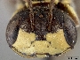 Psaenythia variabilis image