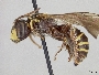 Psaenythia variabilis image
