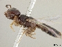 Euryglossina proctotrypoides image