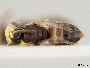 Pachyprosopis flavicauda image