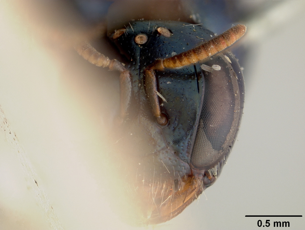 Pachyprosopis haematostoma image
