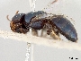 Pachyprosopis haematostoma image