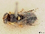 Pachyprosopis xanthodonta image