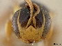 Pachyprosopis xanthodonta image
