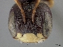 Pseudopanurgus virginicus image