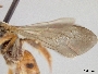 Lipotriches nanensis image
