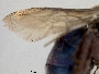 Ctenoplectra chalybea image