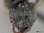 Lasioglossum mesembryanthemi image