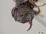 Lasioglossum scapalis image