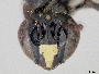 Braunsapis puangensis image