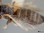 Braunsapis breviceps image