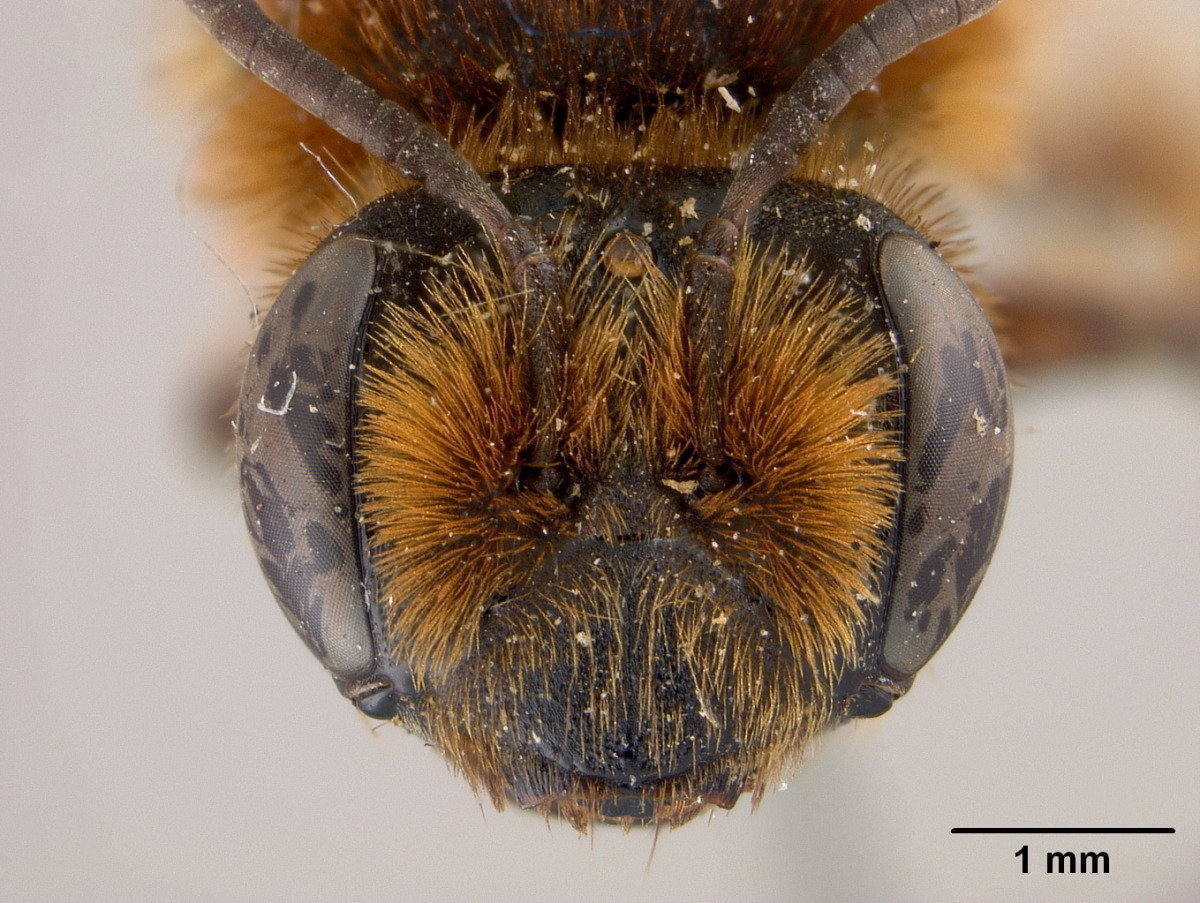 Andrena caroli image