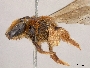 Andrena caroli image