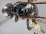 Andrena asperrima image