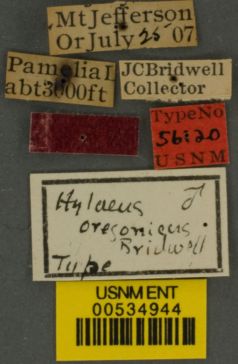 Hylaeus nevadensis image