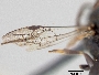 Hylaeus nevadensis image