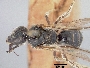 Lasioglossum matianense image