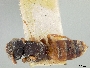 Image of Neolarra pruinosa