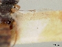 Neolarra pruinosa image
