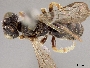 Pseudopanurgus citripes image