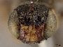 Pseudopanurgus citripes image