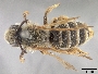 Andrena astragali image