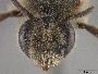 Andrena astragali image