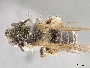 Andrena trapezoidina image