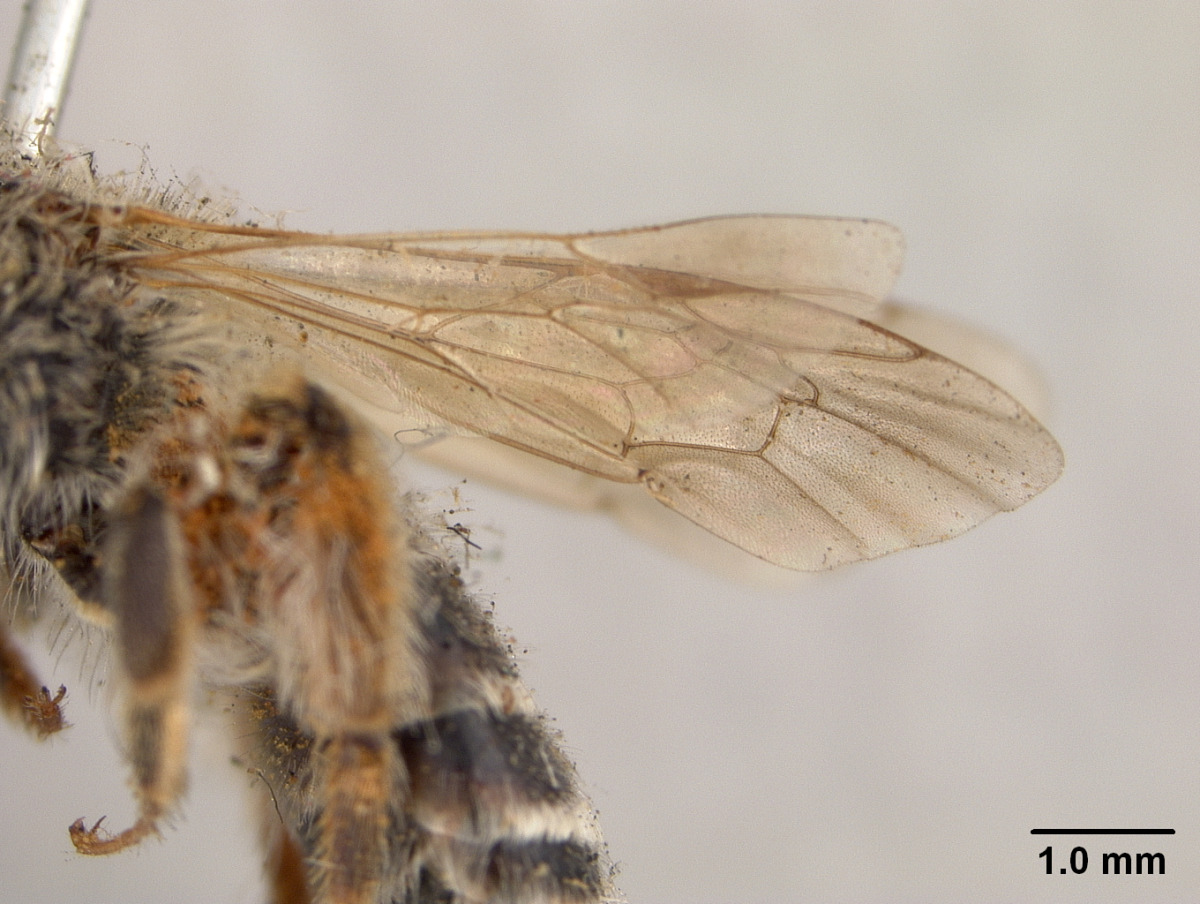 Andrena trapezoidina image