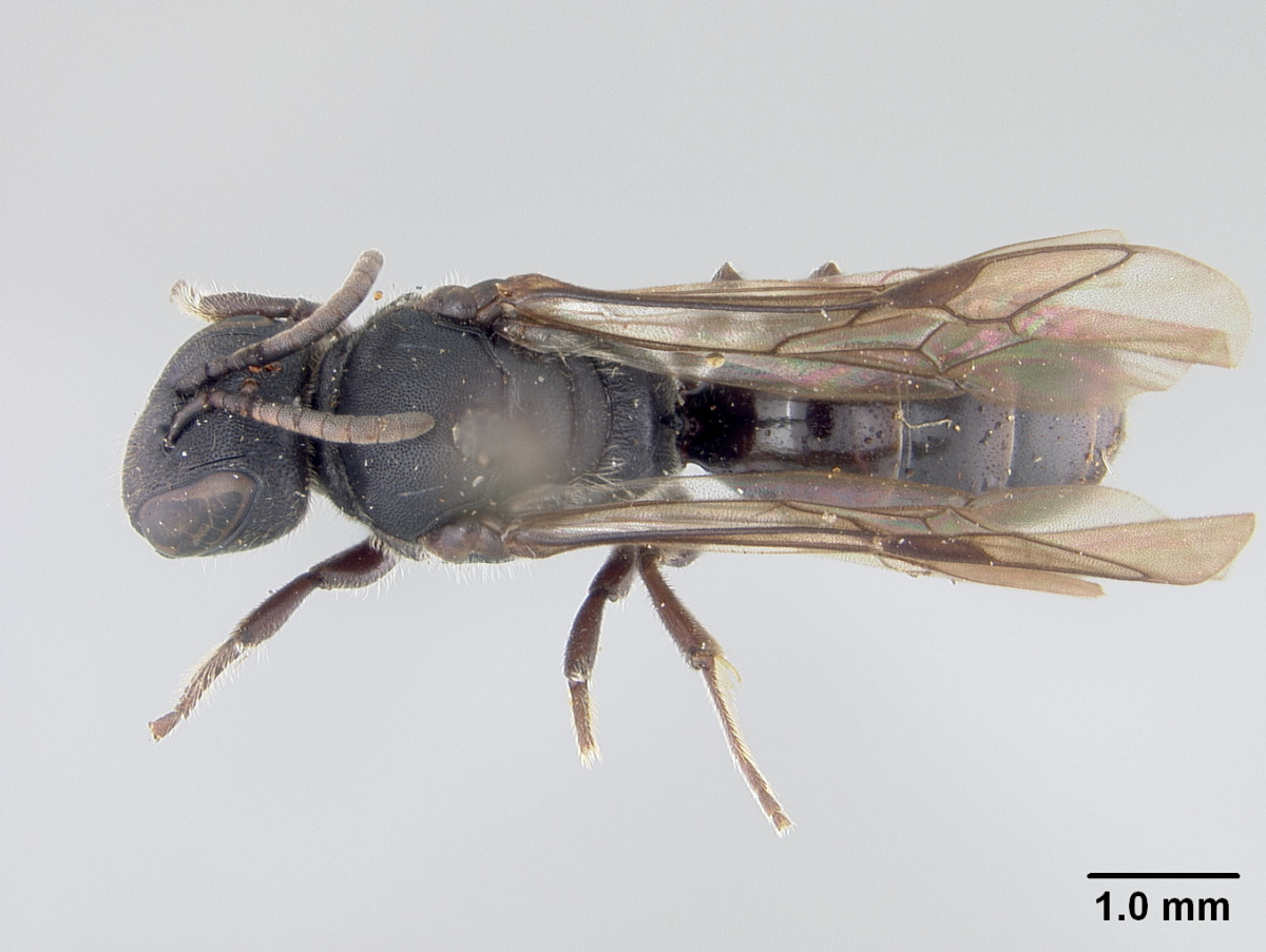 Hylaeus niger image
