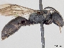 Hylaeus niger image