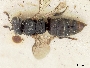Hylaeus asperithorax image
