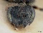 Lasioglossum mundulum image