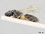 Lasioglossum mundulum image