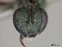Lasioglossum risbeci image