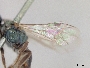 Lasioglossum risbeci image